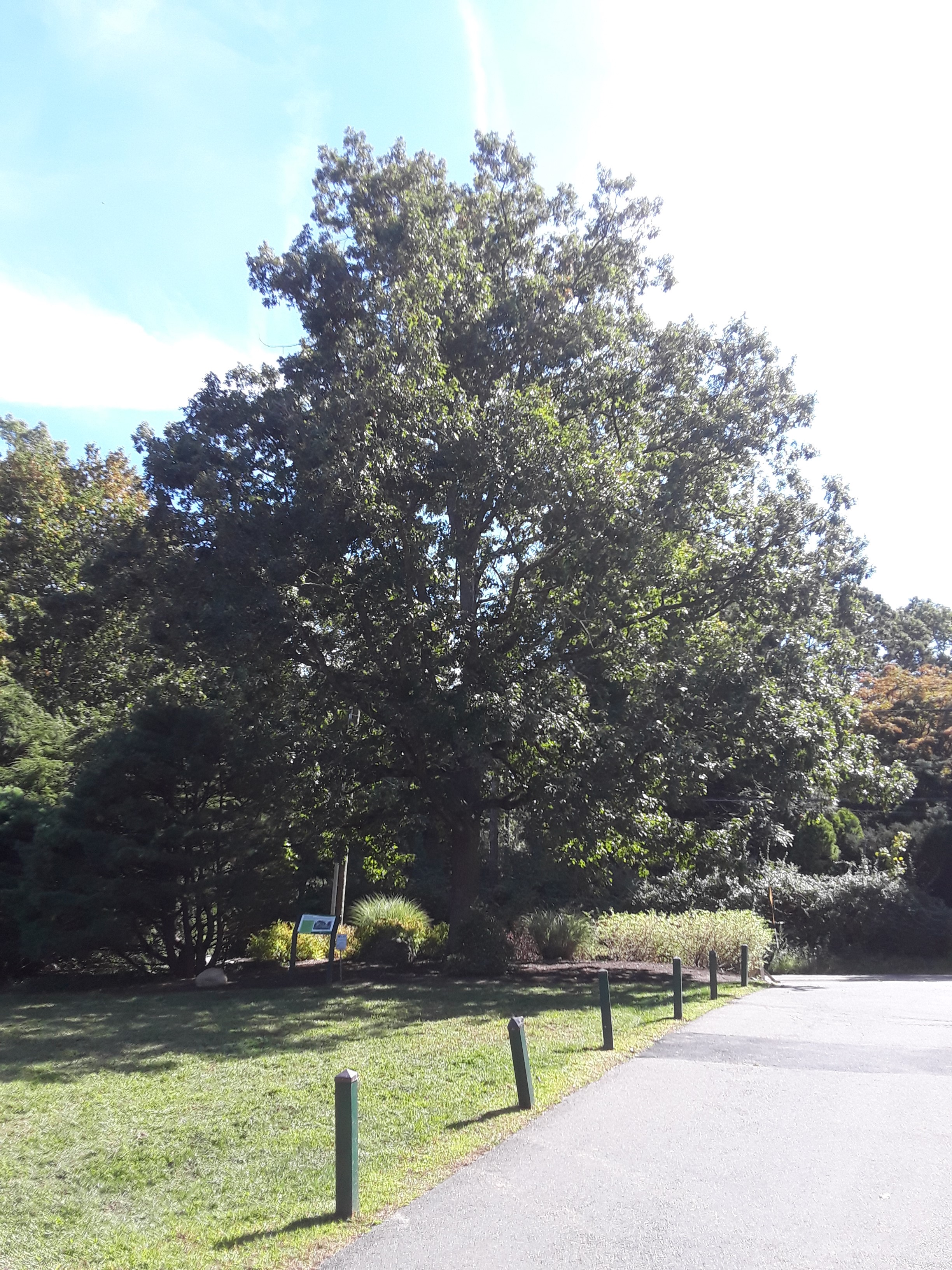 226350-charter oak.jpg